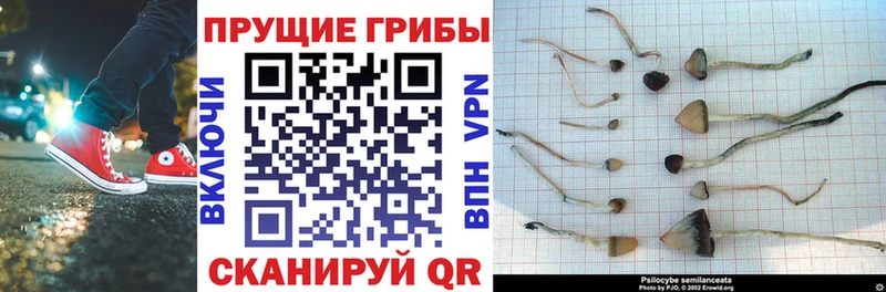 Галлюциногенные грибы прущие грибы  Купить где  Пересвет 